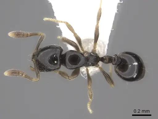 Monomorium hanneli specimen CASENT0217170 image casent0217170_1