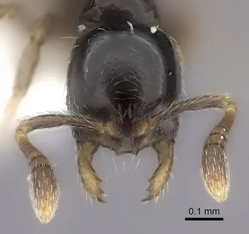 Monomorium hanneli specimen CASENT0217170 image casent0217170_2