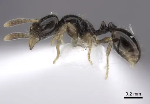 Monomorium hanneli specimen CASENT0217170 image casent0217170_3