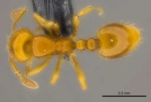 Monomorium hanneli specimen CASENT0217357 image casent0217357_1