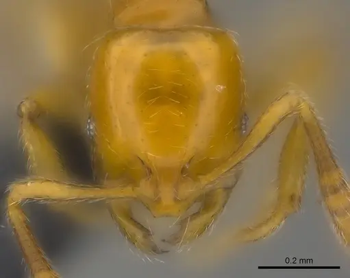 Monomorium hanneli specimen CASENT0217357 image casent0217357_2