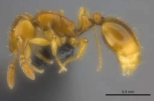 Monomorium hanneli specimen CASENT0217357 image casent0217357_3