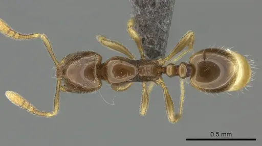 Monomorium hanneli specimen CASENT0235528 image casent0235528_1
