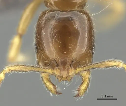 Monomorium hanneli specimen CASENT0235528 image casent0235528_2