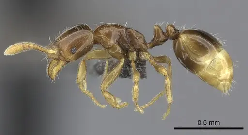 Monomorium hanneli specimen CASENT0235528 image casent0235528_3