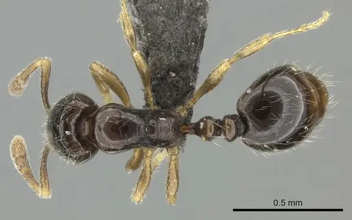 Monomorium hanneli specimen CASENT0235533 image casent0235533_1