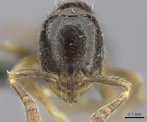 Monomorium hanneli specimen CASENT0235533 image casent0235533_2