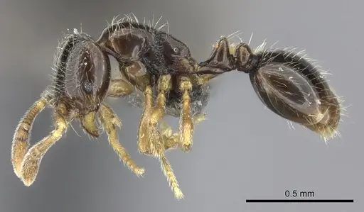 Monomorium hanneli specimen CASENT0235533 image casent0235533_3