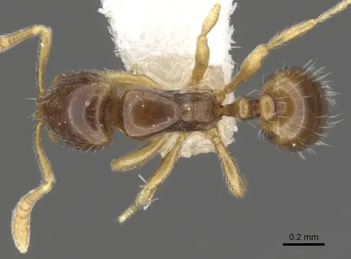 Monomorium hanneli specimen CASENT0902230 image casent0902230_1