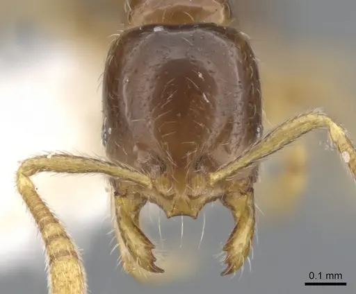 Monomorium hanneli specimen CASENT0902230 image casent0902230_2
