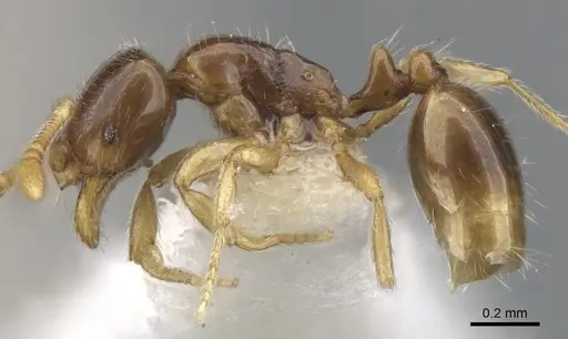 Monomorium hanneli specimen CASENT0902230 image casent0902230_3