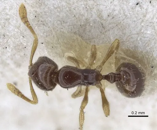 Monomorium hanneli specimen CASENT0916615 image casent0916615_1