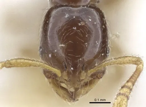 Monomorium hanneli specimen CASENT0916615 image casent0916615_2