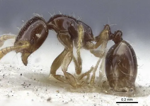 Monomorium hanneli specimen CASENT0916615 image casent0916615_3