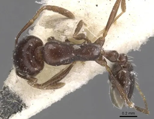 Monomorium harithe specimen CASENT0913802 image casent0913802_1
