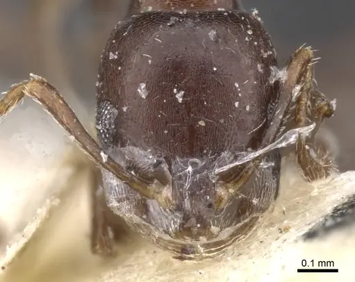 Monomorium harithe specimen CASENT0913802 image casent0913802_2