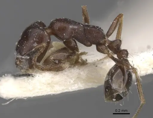 Monomorium harithe specimen CASENT0913802 image casent0913802_3