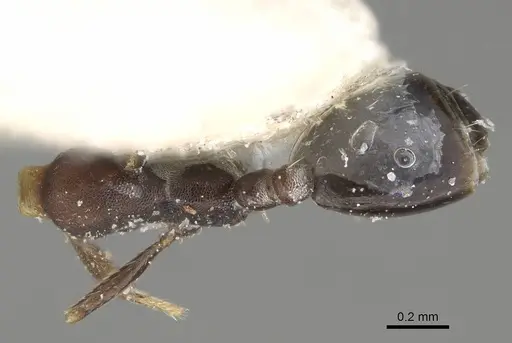 Monomorium harithe specimen CASENT0922335 image casent0922335_1