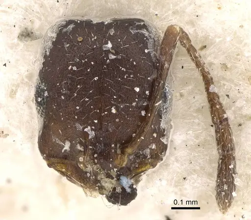 Monomorium harithe specimen CASENT0922335 image casent0922335_2