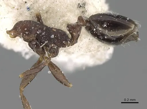 Monomorium harithe specimen CASENT0922335 image casent0922335_3