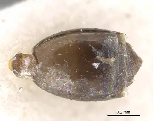 Monomorium harithe specimen CASENT0922345 image casent0922345_1