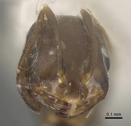 Monomorium harithe specimen CASENT0922345 image casent0922345_2