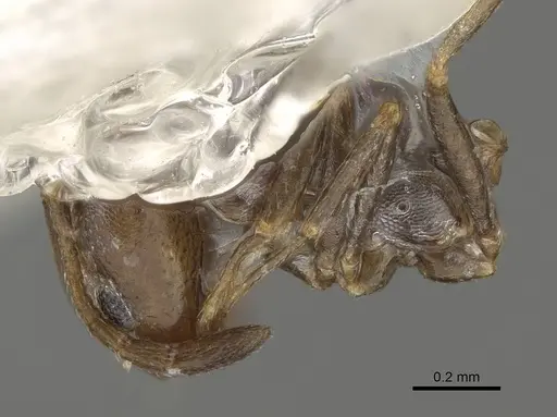 Monomorium harithe specimen CASENT0922345 image casent0922345_3