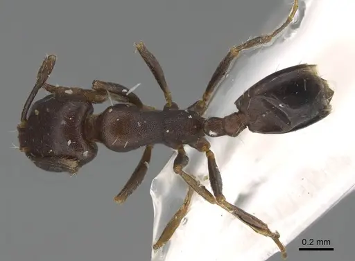 Monomorium harithe specimen CASENT0922346 image casent0922346_1