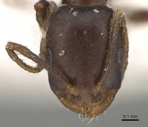 Monomorium harithe specimen CASENT0922346 image casent0922346_2