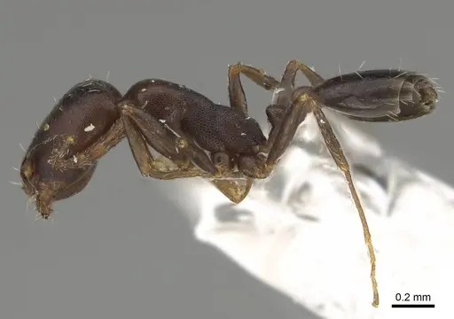 Monomorium harithe specimen CASENT0922346 image casent0922346_3