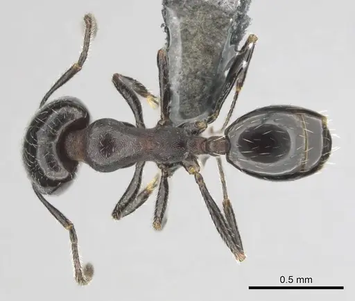 Monomorium havilandi specimen CASENT0253158 image casent0253158_1
