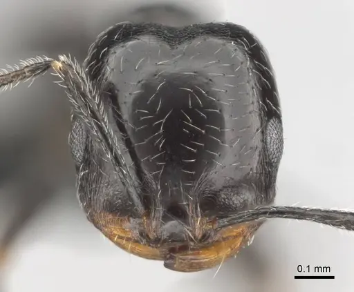 Monomorium havilandi specimen CASENT0253158 image casent0253158_2