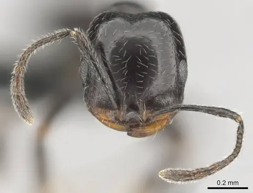 Monomorium havilandi specimen CASENT0253158 image casent0253158_3