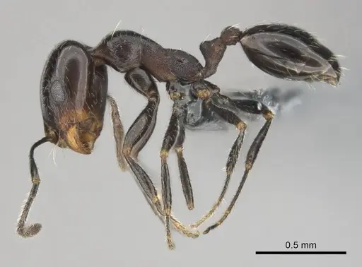 Monomorium havilandi specimen CASENT0253158 image casent0253158_4