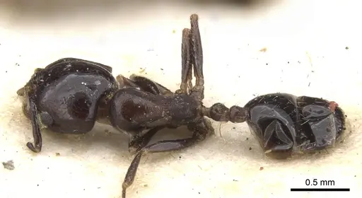 Monomorium havilandi specimen CASENT0902185 image casent0902185_1