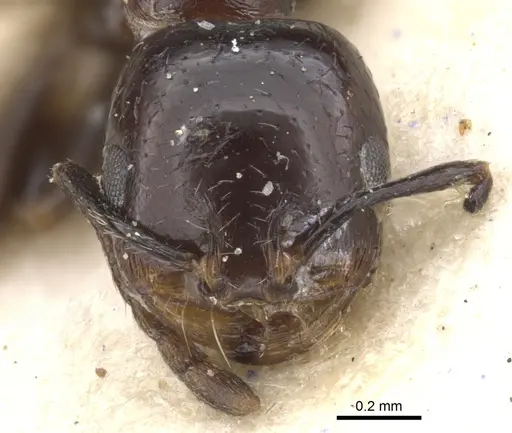 Monomorium havilandi specimen CASENT0902185 image casent0902185_2