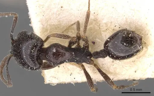 Monomorium havilandi specimen CASENT0908749 image casent0908749_1
