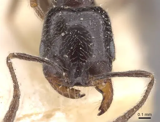 Monomorium havilandi specimen CASENT0908749 image casent0908749_2
