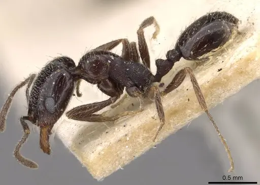 Monomorium havilandi specimen CASENT0908749 image casent0908749_3