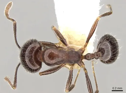 Monomorium havilandi specimen CASENT0914157 image casent0914157_1