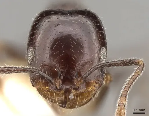 Monomorium havilandi specimen CASENT0914157 image casent0914157_2