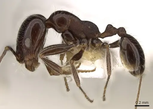 Monomorium havilandi specimen CASENT0914157 image casent0914157_3