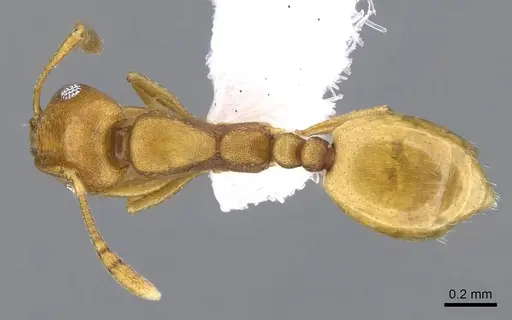 Monomorium heggyi specimen CASENT0746641 image casent0746641_1