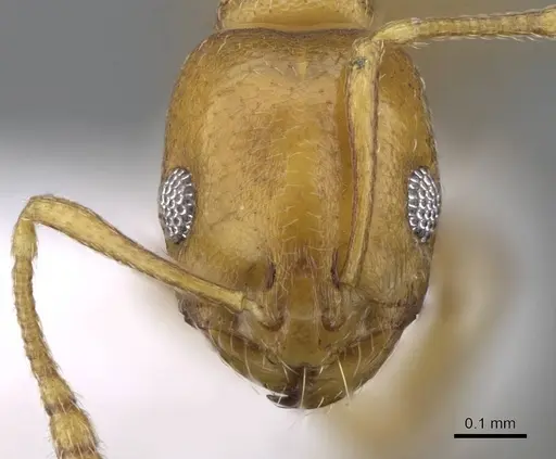 Monomorium heggyi specimen CASENT0746641 image casent0746641_2