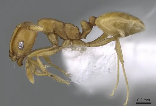 Monomorium heggyi specimen CASENT0746641 image casent0746641_3