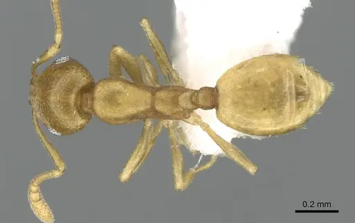 Monomorium heggyi specimen CASENT0906391 image casent0906391_1