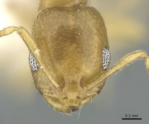 Monomorium heggyi specimen CASENT0906391 image casent0906391_2