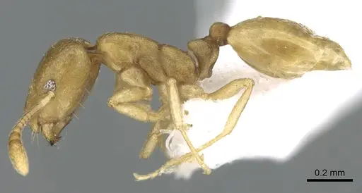 Monomorium heggyi specimen CASENT0906391 image casent0906391_3