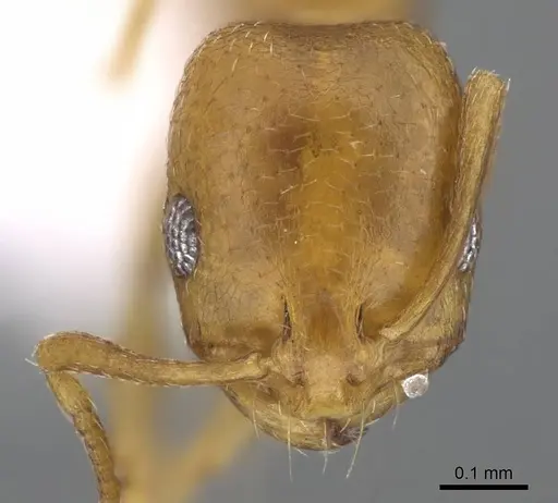 Monomorium heggyi specimen CASENT0922301 image casent0922301_2