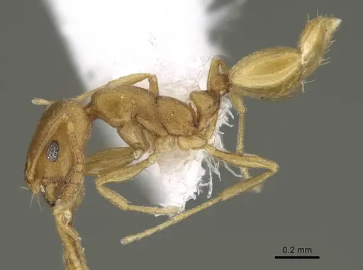 Monomorium heggyi specimen CASENT0922301 image casent0922301_3